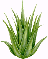 Alovera Plant.